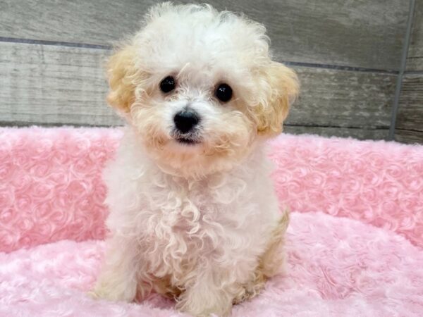 Bichonpoo DOG Female White 9377 Petland San Antonio, TX