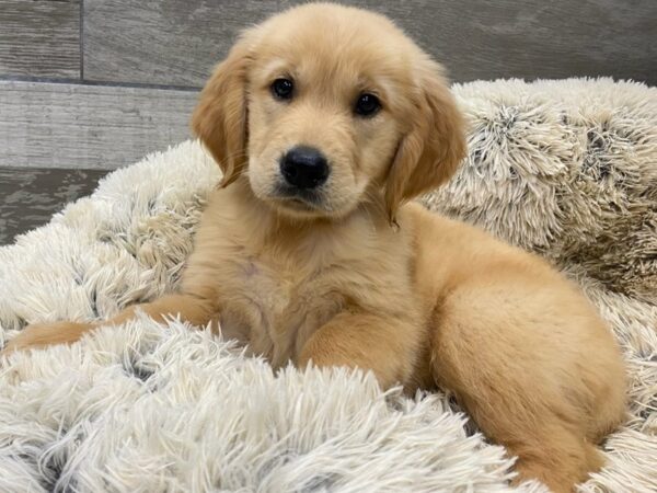Golden Retriever-DOG-Male-Light Golden-9378-Petland San Antonio, TX