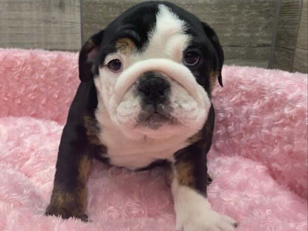 English Bulldog-DOG-Female-Black White & Tan-9380-Petland San Antonio, TX