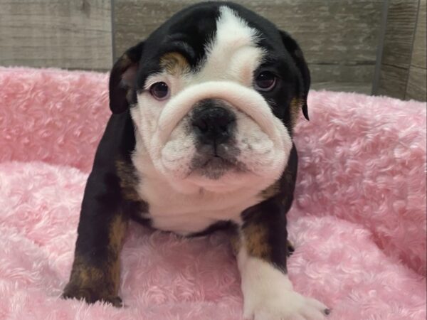 English Bulldog DOG Female Black White & Tan 9380 Petland San Antonio, TX