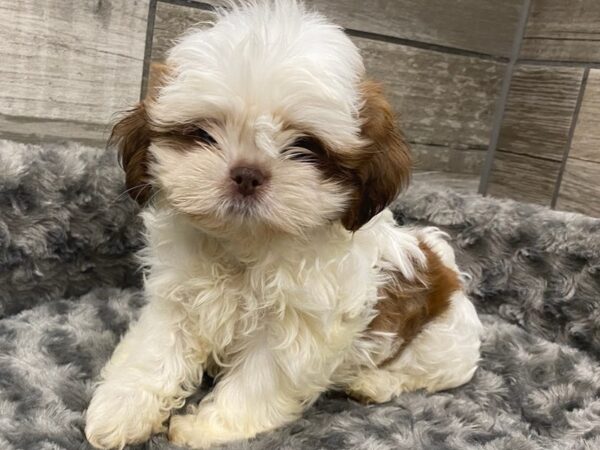 Shih Tzu DOG Male Brown & White 9381 Petland San Antonio, TX