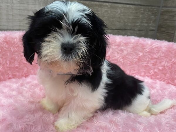 Shih Tzu DOG Female Brown & White 9382 Petland San Antonio, TX