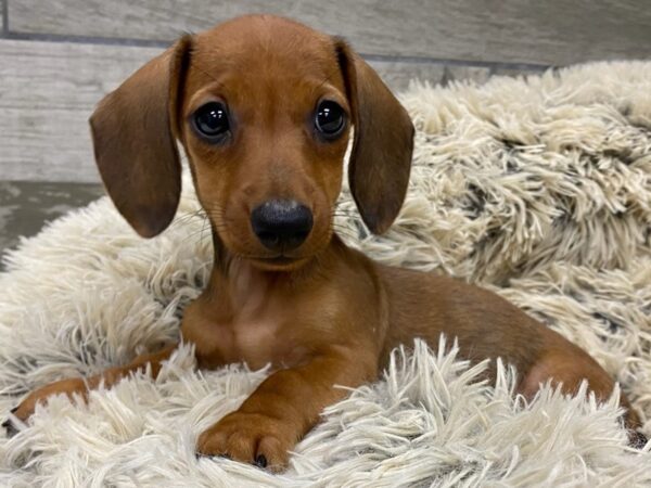 Dachshund DOG Female Brown 9383 Petland San Antonio, TX