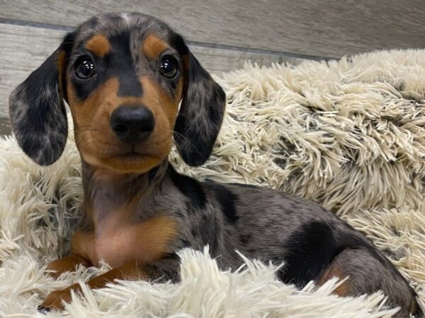 Dachshund DOG Male Dapple 9384 Petland San Antonio, TX