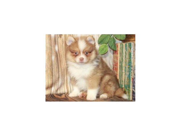 Pomeranian-DOG-Male-Chocolate Tan & White-9388-Petland San Antonio, TX