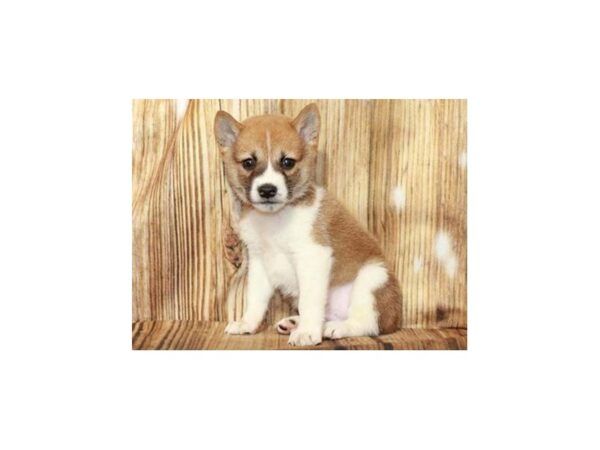 Shiba Inu DOG Male Red Sesame & White 9387 Petland San Antonio, TX