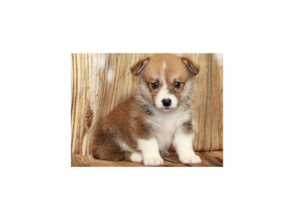 Pembroke Welsh Corgi DOG Female Red & White 9386 Petland San Antonio, TX