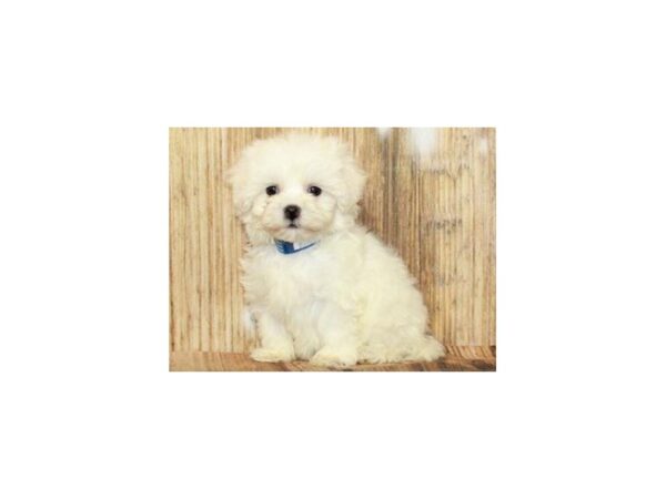 Bichonpoo-DOG-Female-White-9385-Petland San Antonio, TX