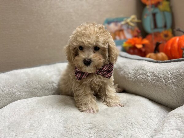 Toy Poodle-DOG-Male-apct-6478-Petland San Antonio, TX
