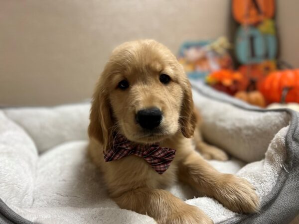 Golden Retriever-DOG-Male-gldn-6477-Petland San Antonio, TX