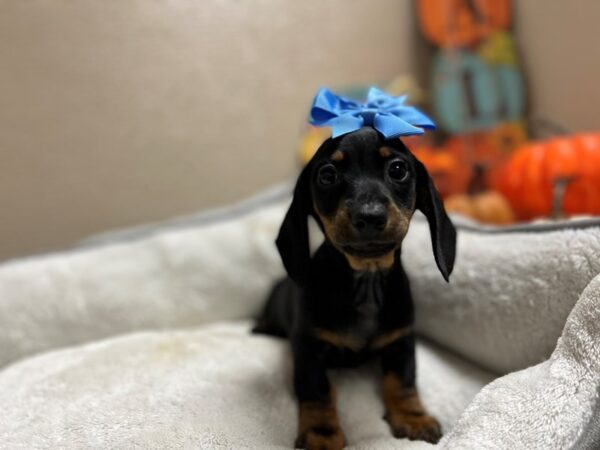 Dachshund DOG Female blk & tn 6475 Petland San Antonio, TX