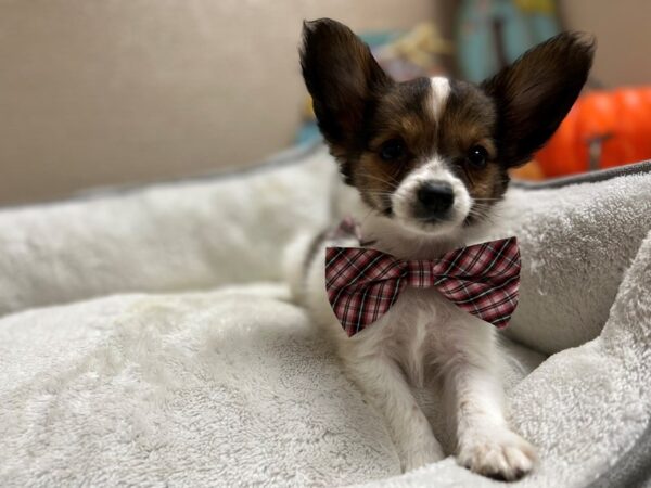 Papillon-DOG-Male-rd sbl, wh mkgs-6474-Petland San Antonio, TX