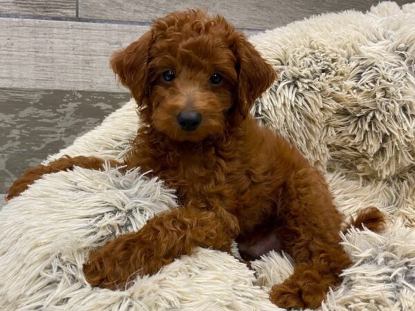 Miniature Poodle DOG Male Red 9389 Petland San Antonio, TX