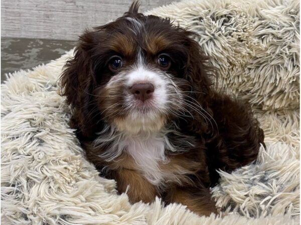 Cockapoo DOG Female Chocolate Tan & White 9391 Petland San Antonio, TX