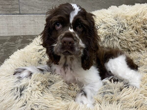 Cocker Spaniel DOG Male Chocolate & White 9392 Petland San Antonio, TX