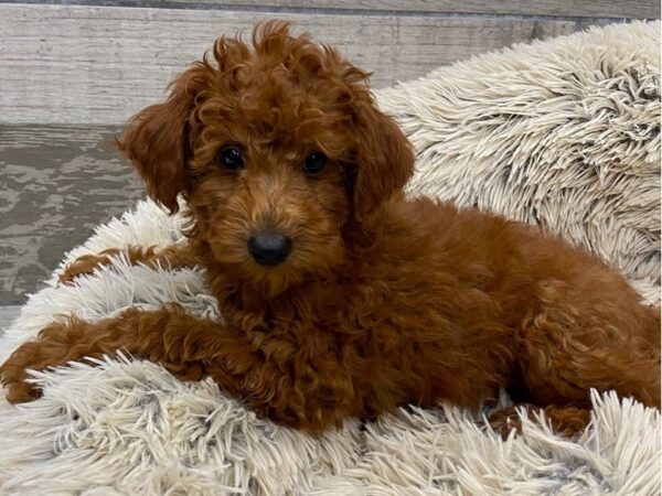 Miniature Poodle DOG Male Dark Red 9393 Petland San Antonio, TX