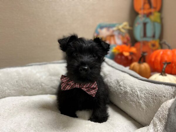 Scottish Terrier DOG Male blk 6479 Petland San Antonio, TX