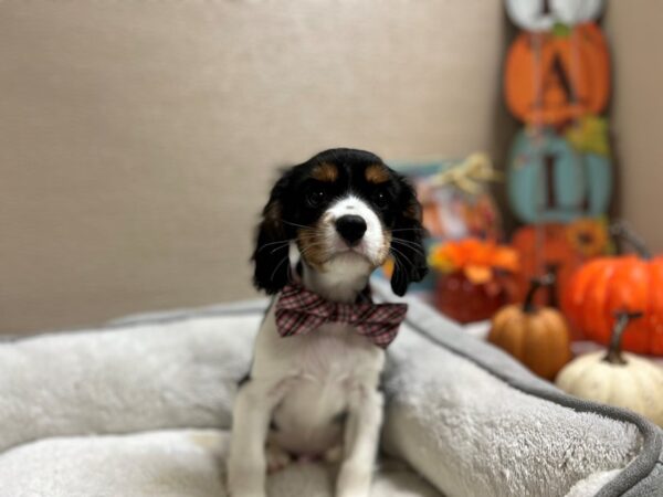 Cavalier King Charles Spaniel DOG Male blk wh & tn 6480 Petland San Antonio, TX