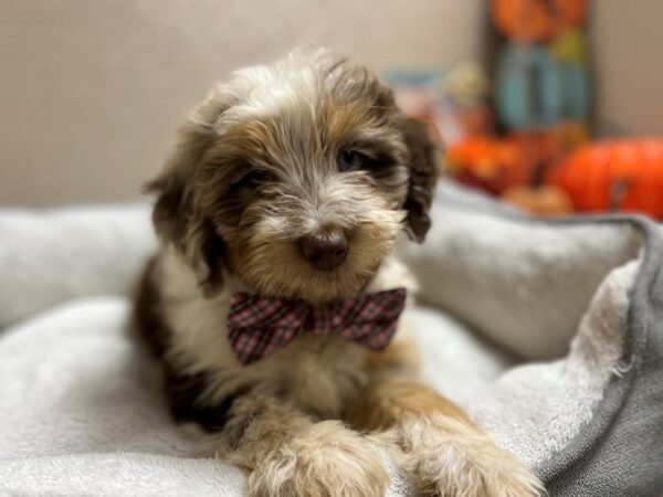 Aussiedoodle DOG Male choc mrl, tn & wh mkgs 6481 Petland San Antonio, TX