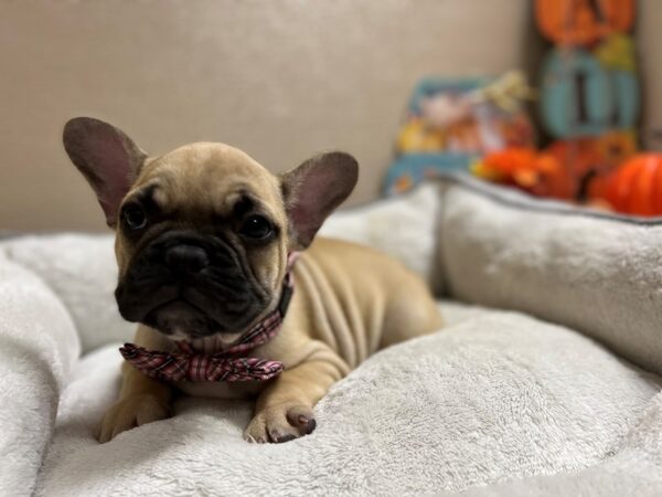 French Bulldog DOG Male fn 6482 Petland San Antonio, TX