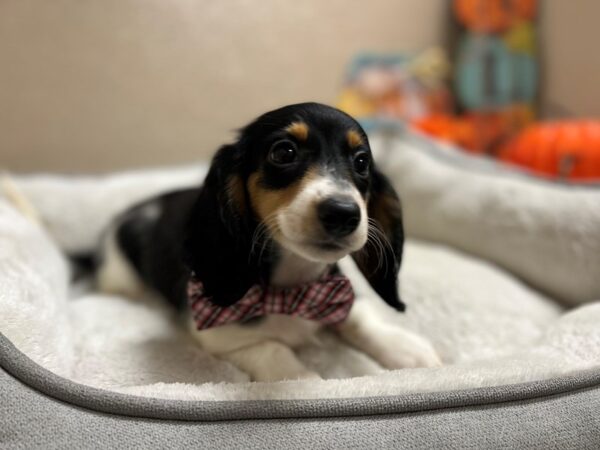 Dachshund DOG Male blk & tn pbld 6483 Petland San Antonio, TX