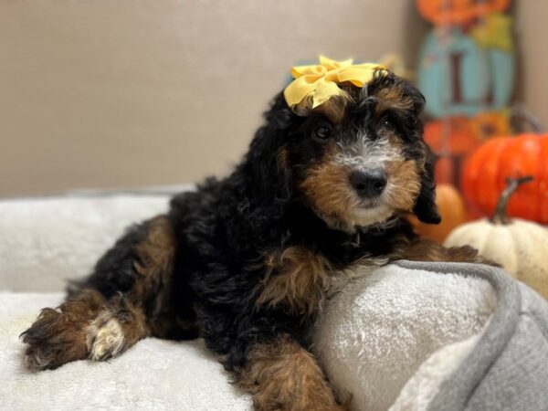 Mini Bernedoodle-DOG-Female-blk & tn-6484-Petland San Antonio, TX