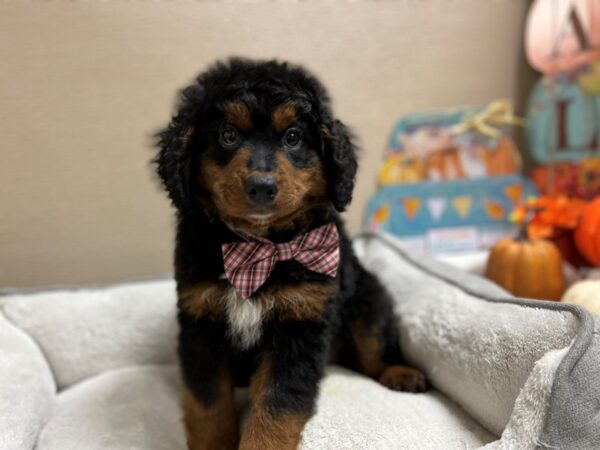 Mini Bernadoodle DOG Male blk & tn 6485 Petland San Antonio, TX