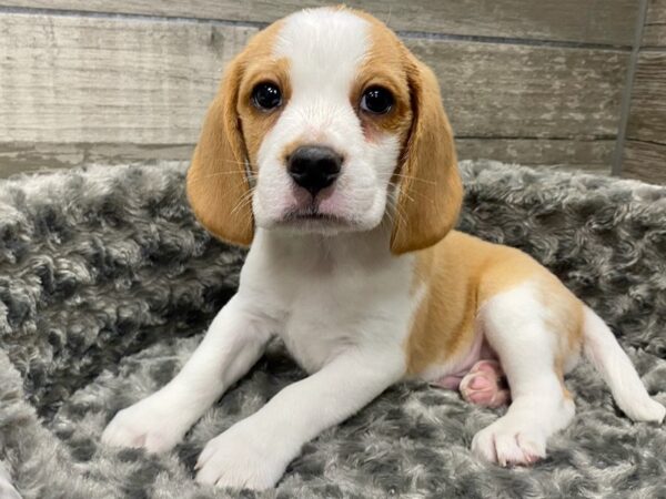 Beagle DOG Male Lemon & White 9394 Petland San Antonio, TX