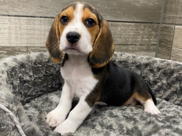 Beagle DOG Male Black White & Tan 9395 Petland San Antonio, TX