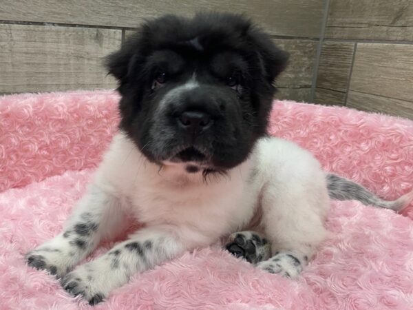 Shar Pei DOG Female White & Black 9396 Petland San Antonio, TX