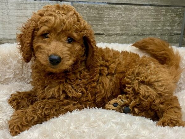 Miniature Goldendoodle DOG Male Red 9403 Petland San Antonio, TX