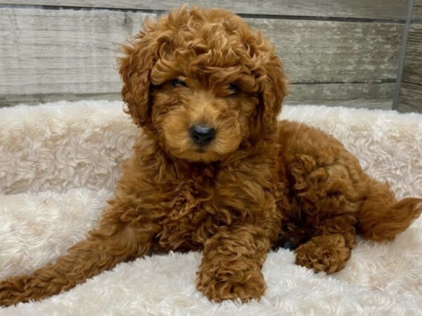 Miniature Goldendoodle-DOG-Male-Red-9402-Petland San Antonio, TX