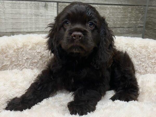 Cocker Spaniel DOG Female Chocolate 9401 Petland San Antonio, TX