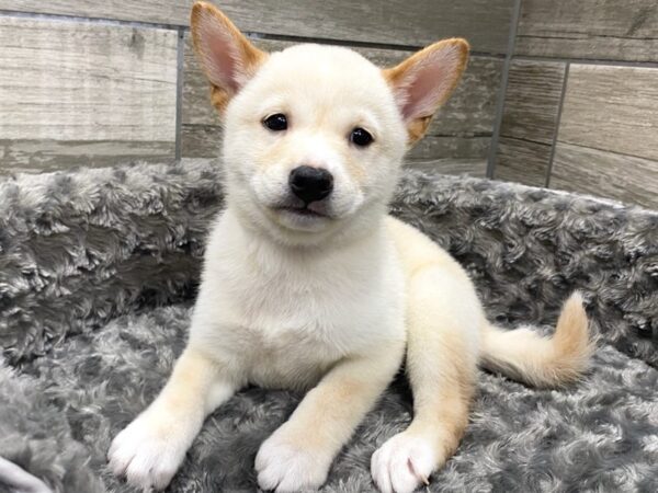 Shiba Inu-DOG-Male-Cream-9399-Petland San Antonio, TX