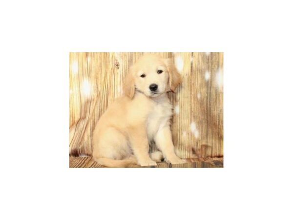 Golden Retriever DOG Female Golden 9404 Petland San Antonio, TX