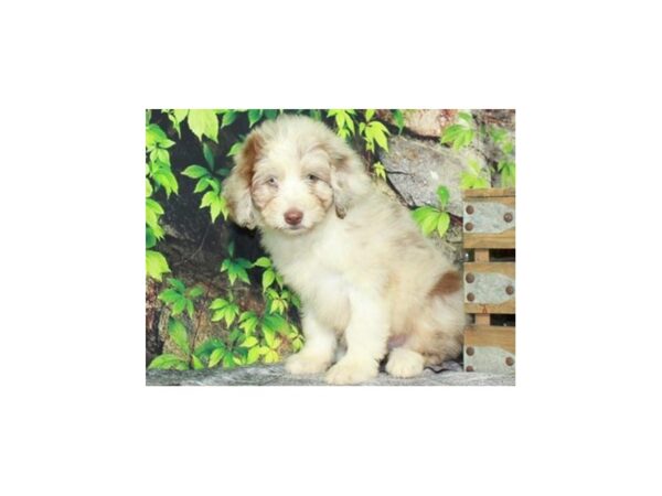 Aussiedoodle DOG Male Chocolate Merle & White 9405 Petland San Antonio, TX