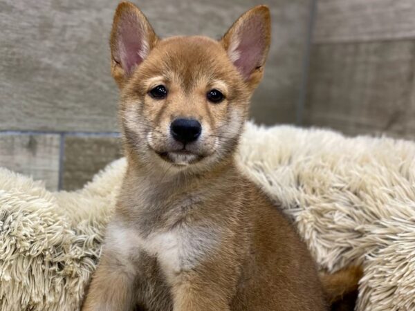 Shiba Inu-DOG-Female-Red Sesame-9400-Petland San Antonio, TX