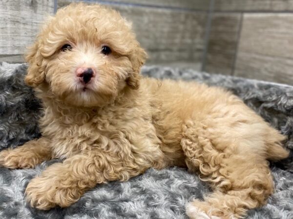 Miniature Poodle DOG Male Dark Cream 9407 Petland San Antonio, TX