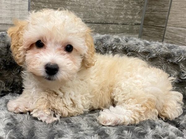 Miniature Poodle DOG Female Cream 9408 Petland San Antonio, TX