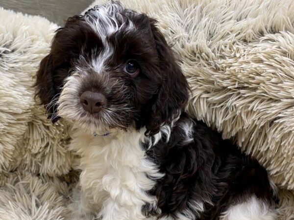 Cockapoo DOG Male Chocolate & White Parti 9411 Petland San Antonio, TX