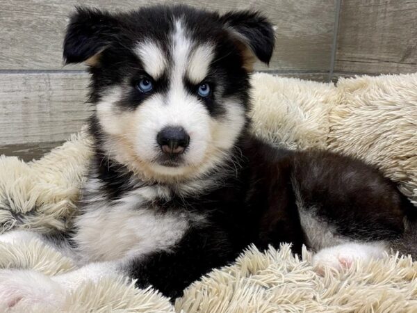 Siberian Husky DOG Male Black & White 9412 Petland San Antonio, TX