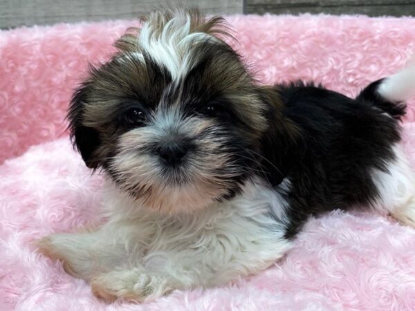 Shih Tzu DOG Female Brindle & White 9416 Petland San Antonio, TX