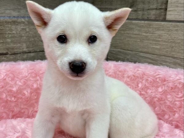 Shiba Inu DOG Female Cream 9417 Petland San Antonio, TX