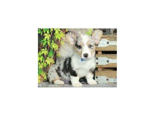 Pembroke Welsh Corgi-DOG-Male-Blue Merle & White & Tan-9413-Petland San Antonio, TX