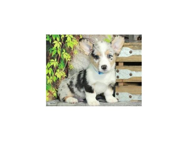 Pembroke Welsh Corgi DOG Male Blue Merle & White & Tan 9413 Petland San Antonio, TX