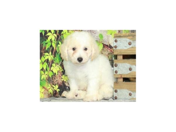 Bichon Frise DOG Male White 9414 Petland San Antonio, TX