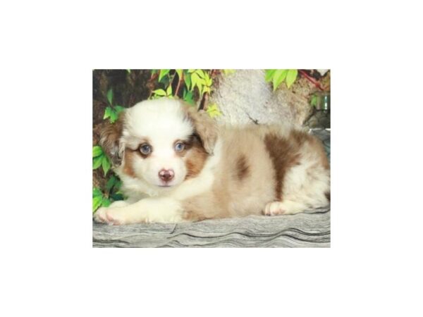 Miniature Australian Shepherd DOG Male Red Merle & White & Tan 9415 Petland San Antonio, TX