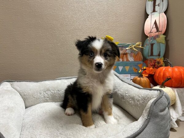 Miniature Australian Shepherd-DOG-Female-bl mrl & tn wh mkgs-6476-Petland San Antonio, TX