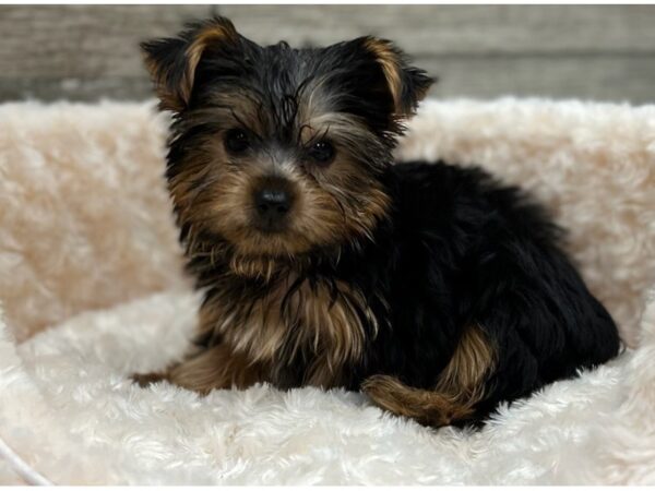 Yorkshire Terrier DOG Male Black & Tan 9409 Petland San Antonio, TX