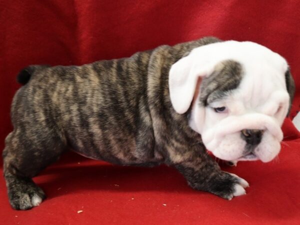 English Bulldog DOG Female Brindle & White 9418 Petland San Antonio, TX